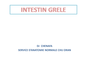 Dr  CHENAFA SERVICE D’ANATOMIE NORMALE CHU ORAN