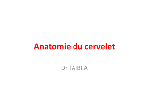 Anatomie du cervelet Dr TAIBI.A