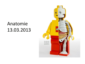 Anatomie 13.03.2013