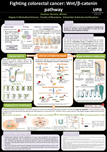 Fighting colorectal cancer: Wnt/β-catenin pathway Jiménez Herrera, Mireia