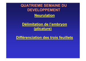 Neurulation Délimitation de l’embryon (plicature) Différenciation des trois feuillets