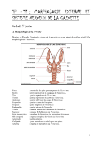 tp n°11 dissection de la crevette  système nerveux 
