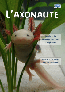 Dossier : La reproduction chez l’amphibien Article : Fabriquer