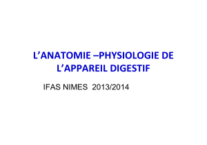 L’ANATOMIE –PHYSIOLOGIE DE L’APPAREIL DIGESTIF IFAS NIMES  2013/2014