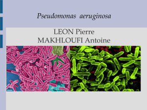 LEON Pierre MAKHLOUFI Antoine Pseudomonas  aeruginosa 1μm