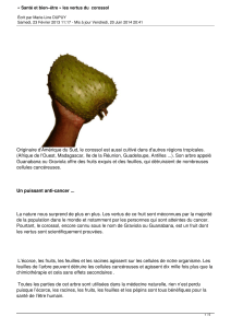 Originaire d'Amérique du Sud, le corossol est aussi cultivé dans... (Afrique de l'Ouest, Madagascar, Ile de la Réunion, Guadeloupe, Antilles ...)....