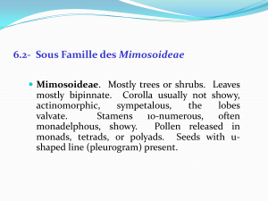 Mimosoideae