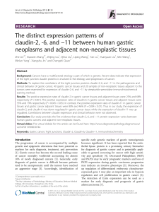 The distinct expression patterns of −11 between human gastric claudin-2, -6, and