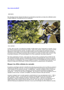 medicament contre dependance cannabis