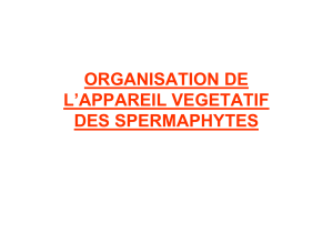 ORGANISATION DE L’APPAREIL VEGETATIF DES SPERMAPHYTES