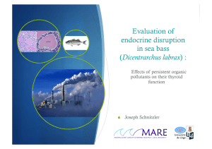 Evaluation of endocrine disruption in sea bass Dicentrarchus labrax
