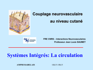 Systèmes Intégrés: La circulation Couplage neurovasculaire au niveau cutané