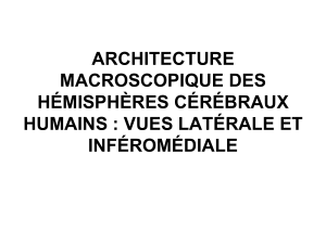 ARCHITECTURE MACROSCOPIQUE DES HÉMISPHÈRES CÉRÉBRAUX HUMAINS : VUES LATÉRALE ET