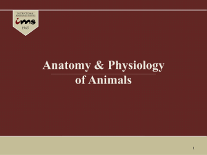 Anatomy & physiology of animals