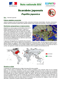 Note nationale BSV scarabee japonais Popillia japonica DGAL cle81a59b