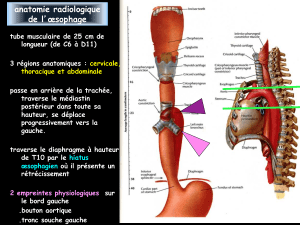 anat-radiol-tube-digestif-hautDR-2012-97-2003FILEminimizer