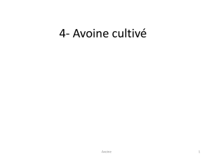 Avoine 4 A