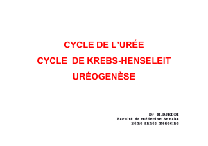 cycle uree