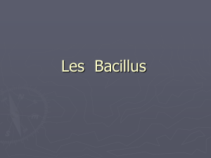 Introduction au Bacillus