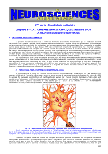 19c transmis synapt