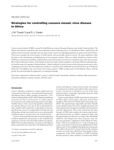 Stratégie pour le gestion du virus de la maladie du mosaïque du Manioc en Afrique