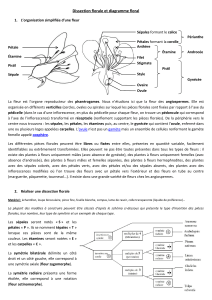 dissection florale et diagramme floral (1)
