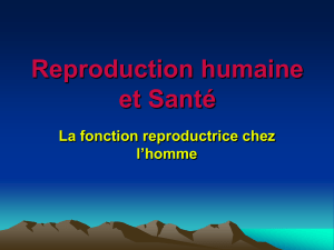 reproduction-masculine