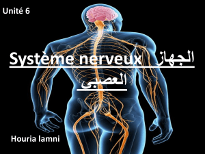 Systeme-nerveux-الجهاز-العصبي