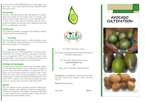 avocado-production-cultivation