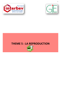 Reproduction Ovins