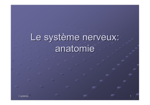 anatomie-systeme-nerveux