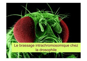 brassage intrachromosomique