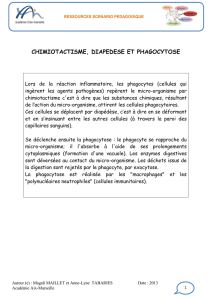 aix-assp- scenario pedagogique document phagocytose