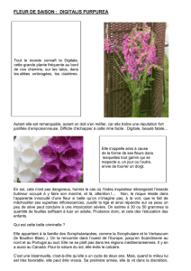 fleur de saison : digitalis purpurea