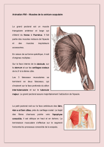 13 - Muscles de la ceinture scapulaire