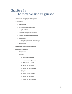 Cours 1 – Le métabolisme du glucose