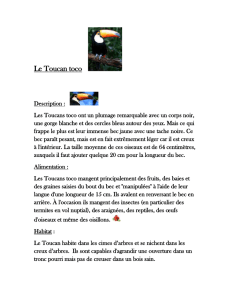 Le Toucan toco – Lhenz