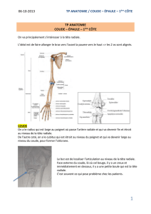 Coude - epaule - 1ere cote