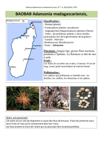BAOBAB Adansonia madagascariensis