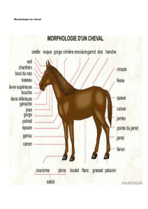Morphologie du cheval Morphologie d`un cheval: grand mammifère