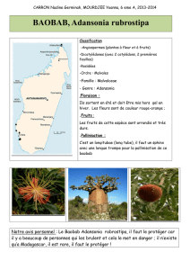 BAOBAB, Adansonia rubrostipa