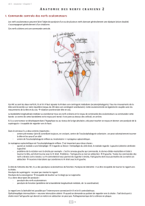 Anatomie des nerfs crâniens 2