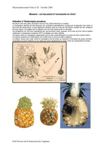 Ananas : les maladies et ravageurs du fruit