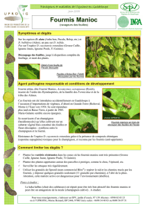 Fiche Igname - Fourmis manioc, ravageurs des feuilles