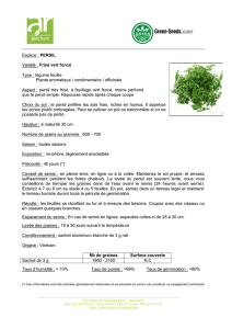 Espèce : PERSIL Variété : Frisé vert foncé Type : légume feuille