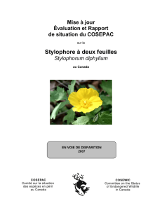 Stylophore à deux feuilles (Stylophorum diphyllum)