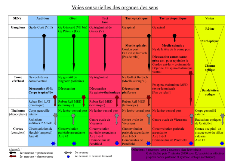 Voies Sensorielles Des Organes Des Sens Voies Sensorielles Des Organes Des Sens