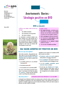 Avortements Bovins - Sérologie positive en BVD