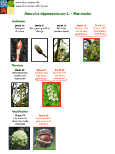 fiches des stades phénologiques à observer