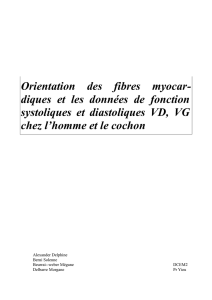 Orientation des fibres myocar- diques et les